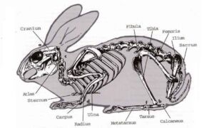 conejo - características del conejo