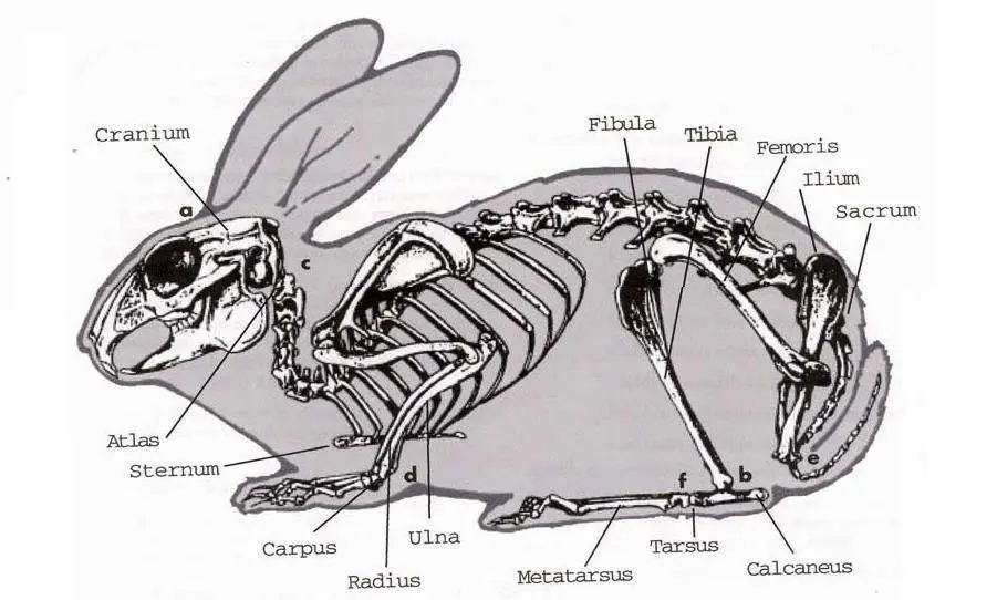 El esqueleto del conejo y sus partes