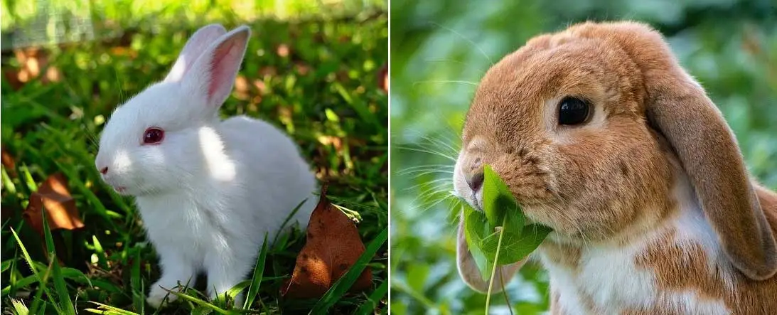 Conejo y liebre