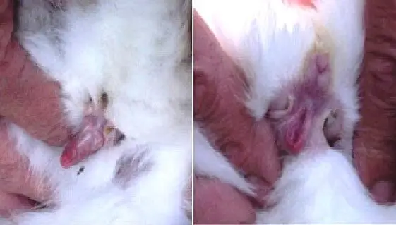 Genitales del conejo macho y hembra