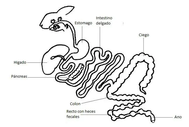Tracto gastrointestinal del conejo