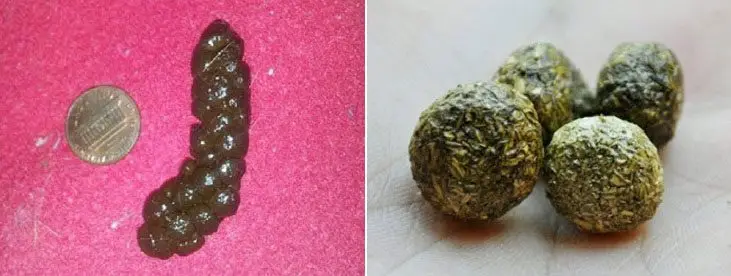heces excremento o popo de conejo