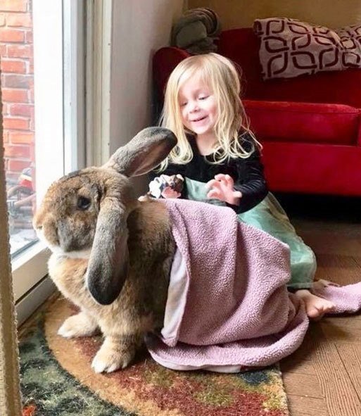 niña jugando con conejo de raza gigante de Flandes