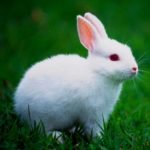 conejo - características del conejo