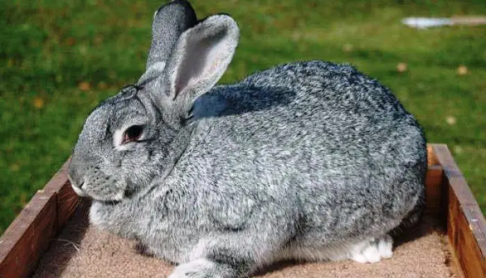 Chinchilla