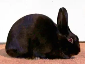 conejo - características del conejo
