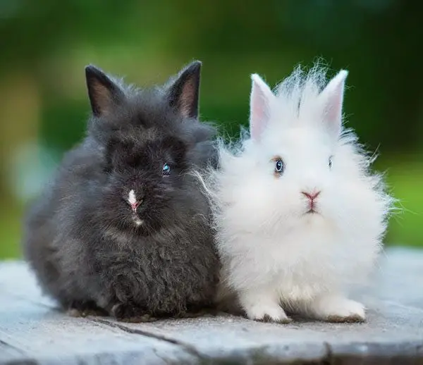 enanos Angora