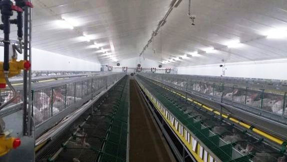 Sistema intensivo de produccion de conejo.