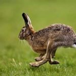 conejo - características del conejo