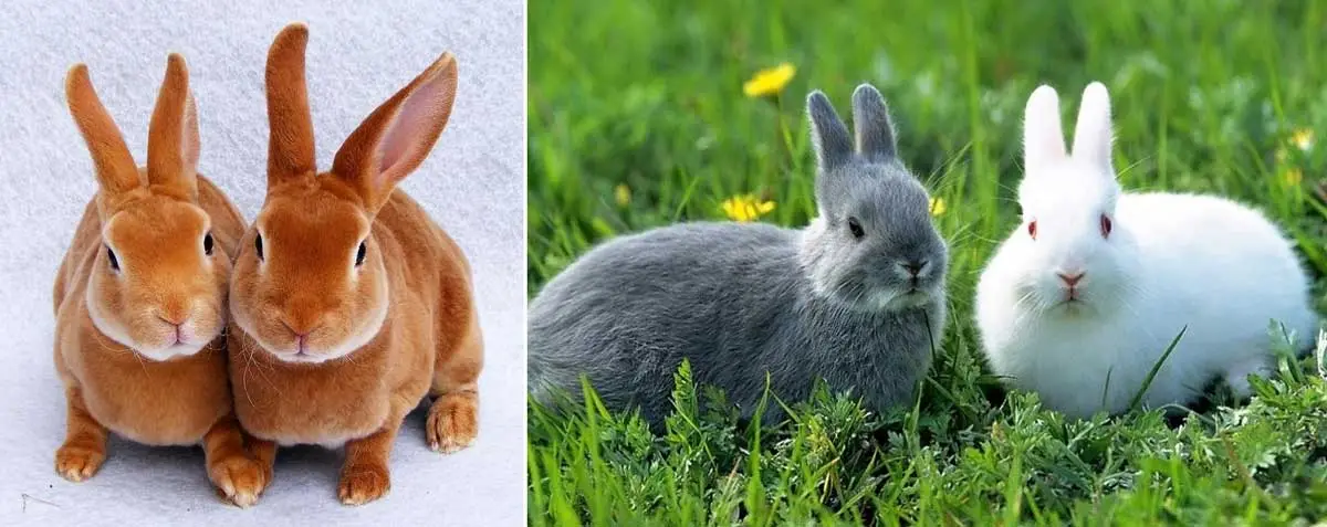 parejas de conejos