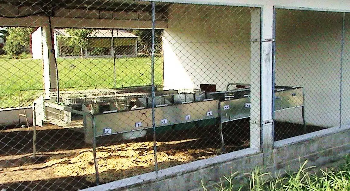 Galpón con ventilación natural para cría de conejos