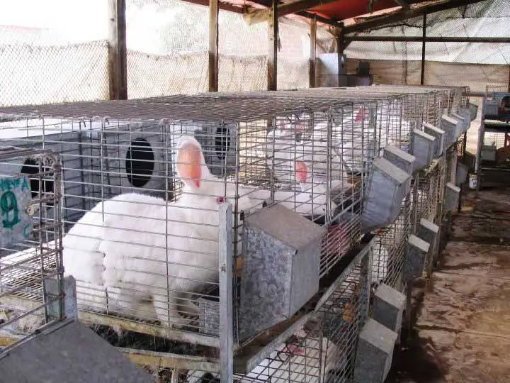 Jaulas de dos pisos con conejo blancos