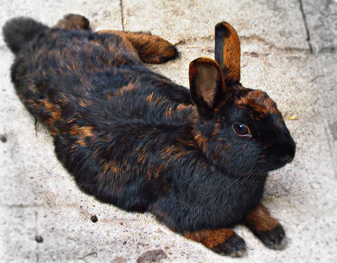 un conejo en el suelo de color negro con manchas naranjas