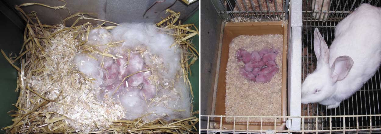 nidos con gazapos de conejo