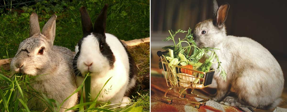 conejos comiendo hierbas 