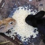 conejo - cría de conejo
