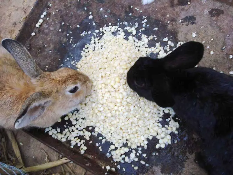 dos conejos comiendo granos de maíz