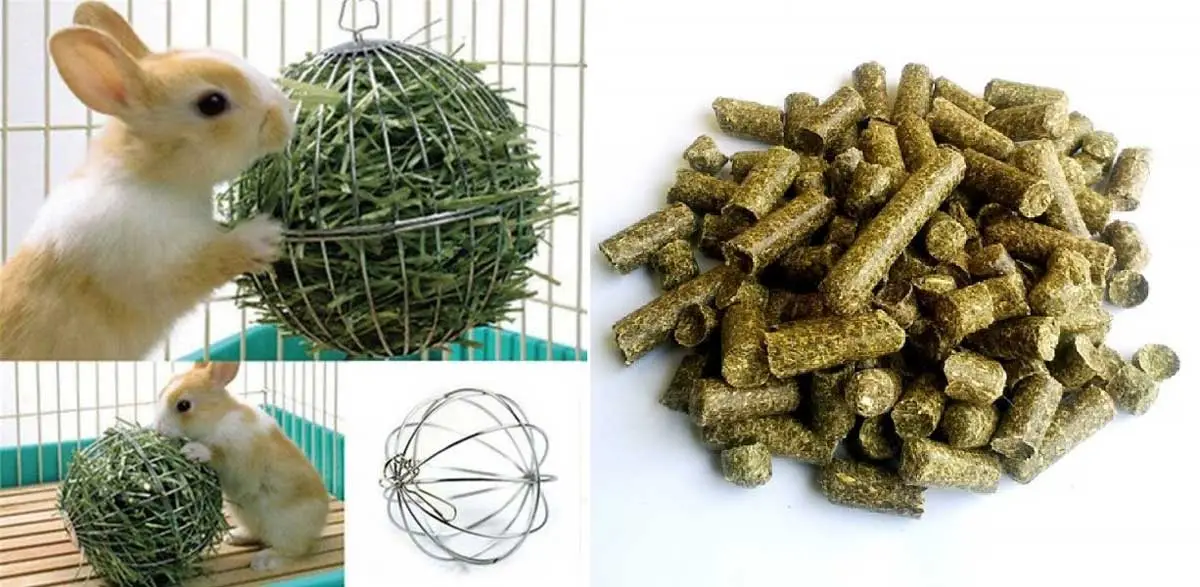 pasto y alimento balanceado para conejos