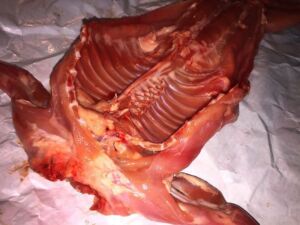 conejo - carne de conejo