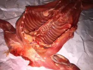 conejo - carne de conejo