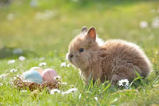Conejo de pascua