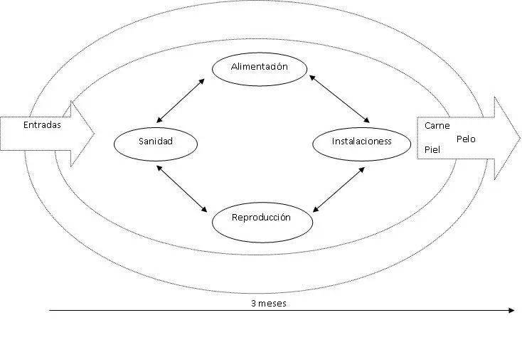sistema de producción cunícula