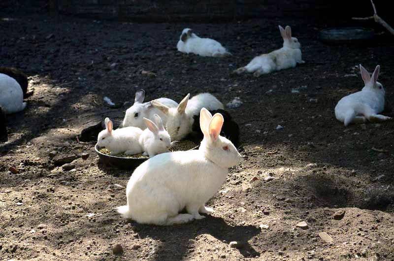 conejos blancos en tierra