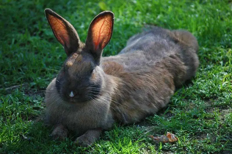 un conejo gris echado sobre grama 