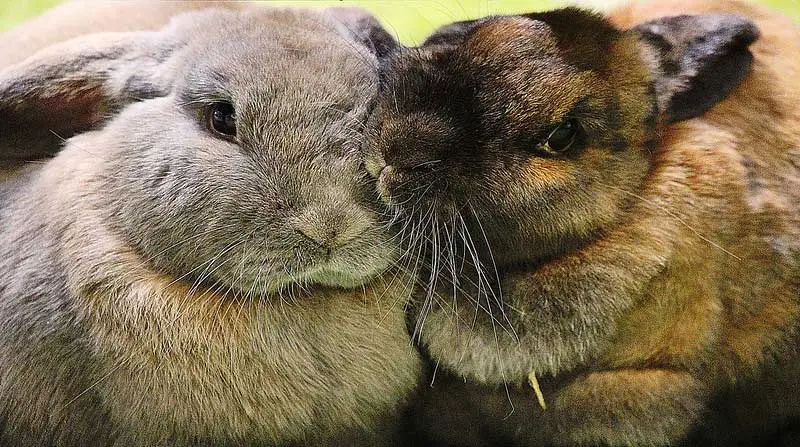 dos conejos grisaceos anaranjados juntos