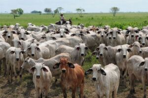 ganado vacuno - crianza de ganado vacuno