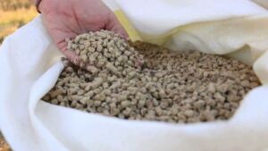 ganado vacuno - preparacion alimento para engorda ganado vacuno