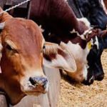 ganado vacuno - preparacion alimento para engorda ganado vacuno