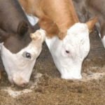 ganado vacuno - preparacion alimento para engorda ganado vacuno