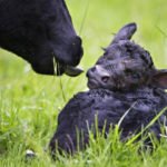 ganado vacuno - crianza de ganado vacuno