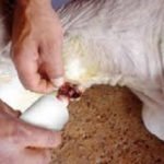 ganado vacuno - crianza de ganado vacuno
