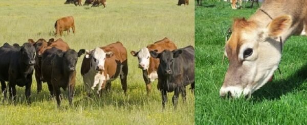 Ganado Vacuno: Conoce Sus Tipos, Razas, Manejo Y Crianza