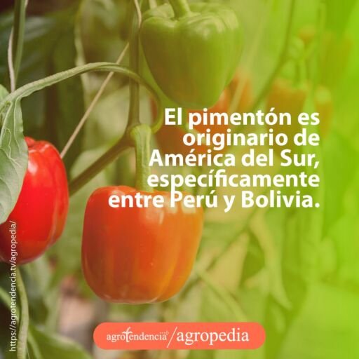 pimentones rojos y verdes en planta