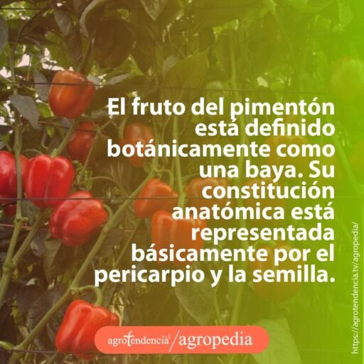 planta con pimentones
