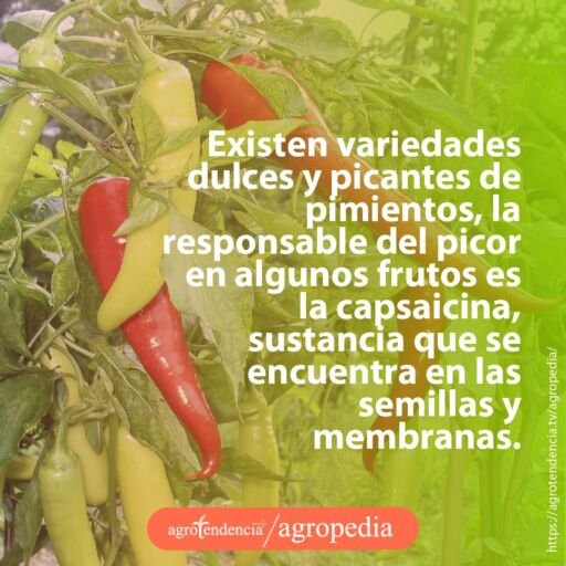 pimientos largos verde y rojos