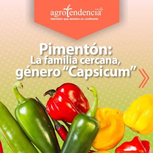 varios pimentones de diferentes colores y formas