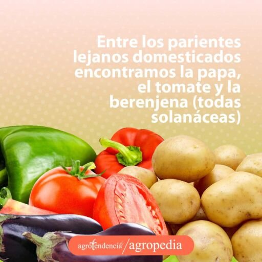 pimentones, tomates, berenjenas, papas