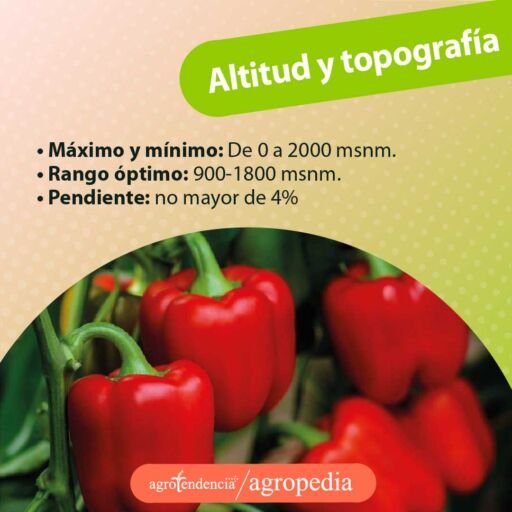 pimentones rojos