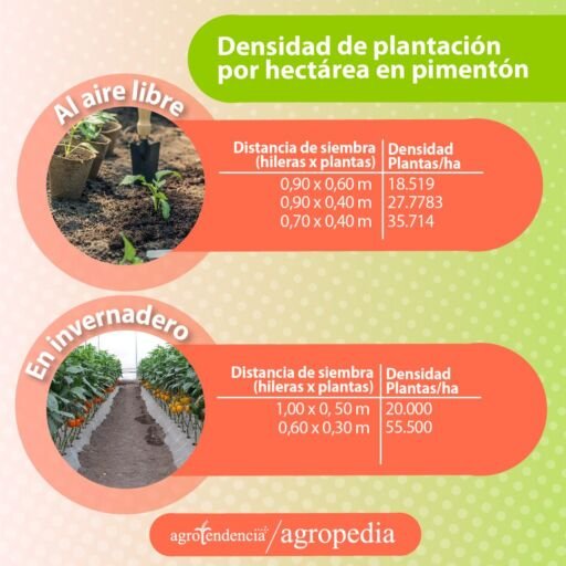 dos fotos mostrando distancia de siembra de las plantas de pimentón