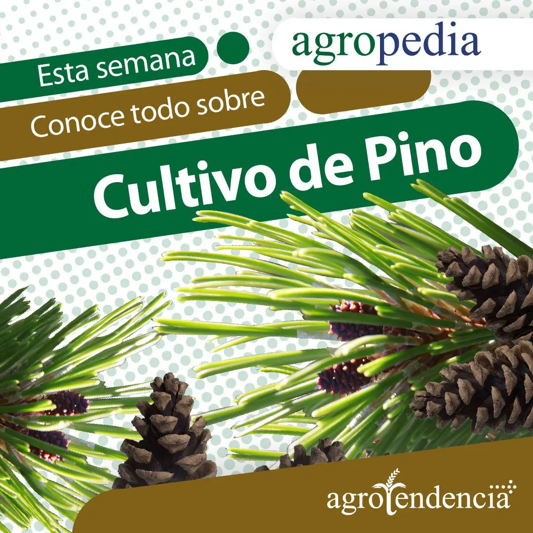 piñas de pino