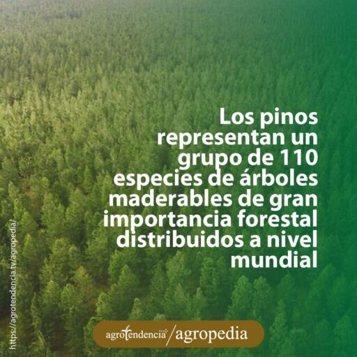 vista aérea de bosque de pino