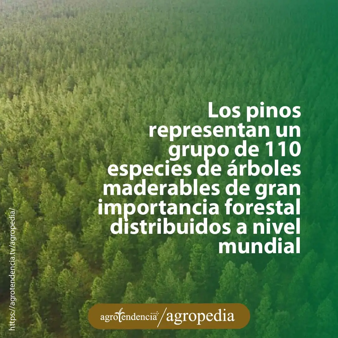 vista aérea de bosque de pino