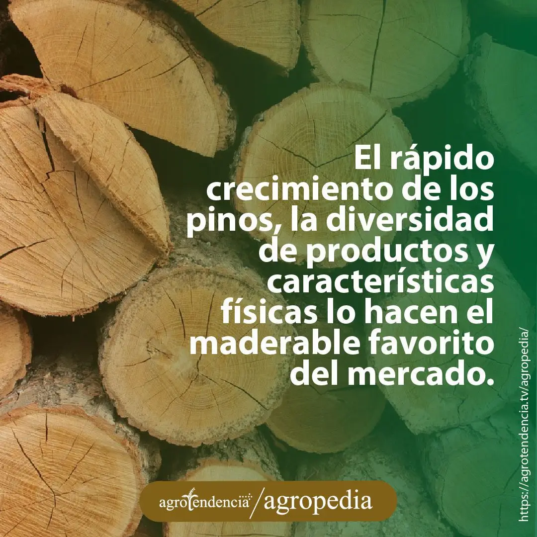 troncos de pino acumulados