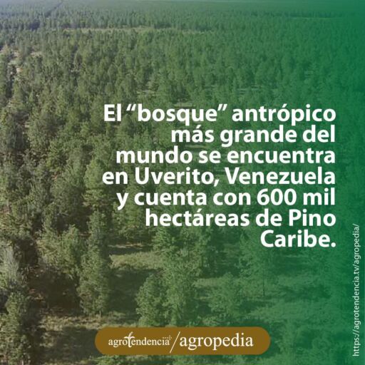 vista aérea de bosque de pino