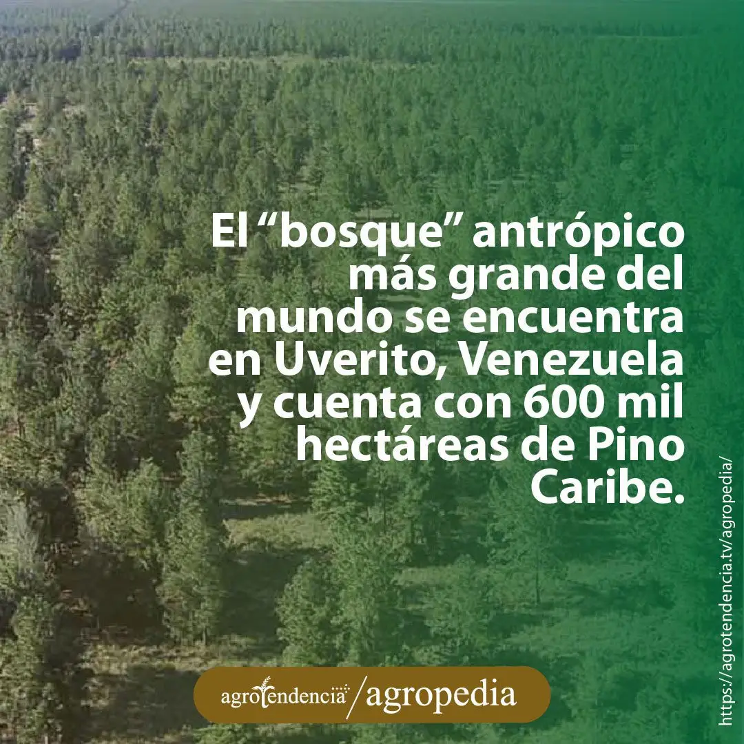 vista aérea de bosque de pino