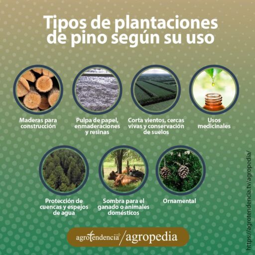 fotos de usos del pino